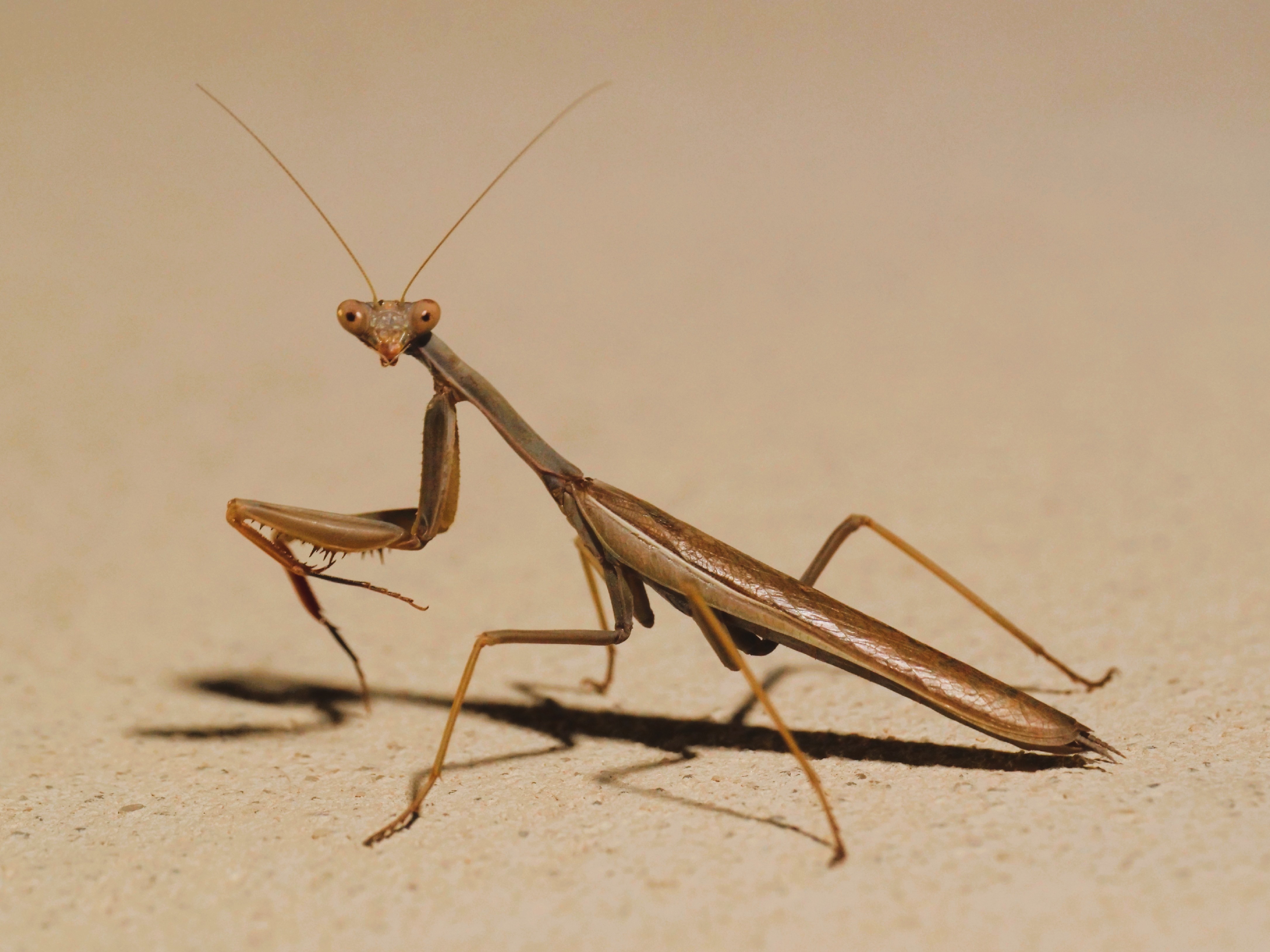 Mantis Insecto El fascinante estilo de la Mantis religiosa – La curiosidad no mató al gato